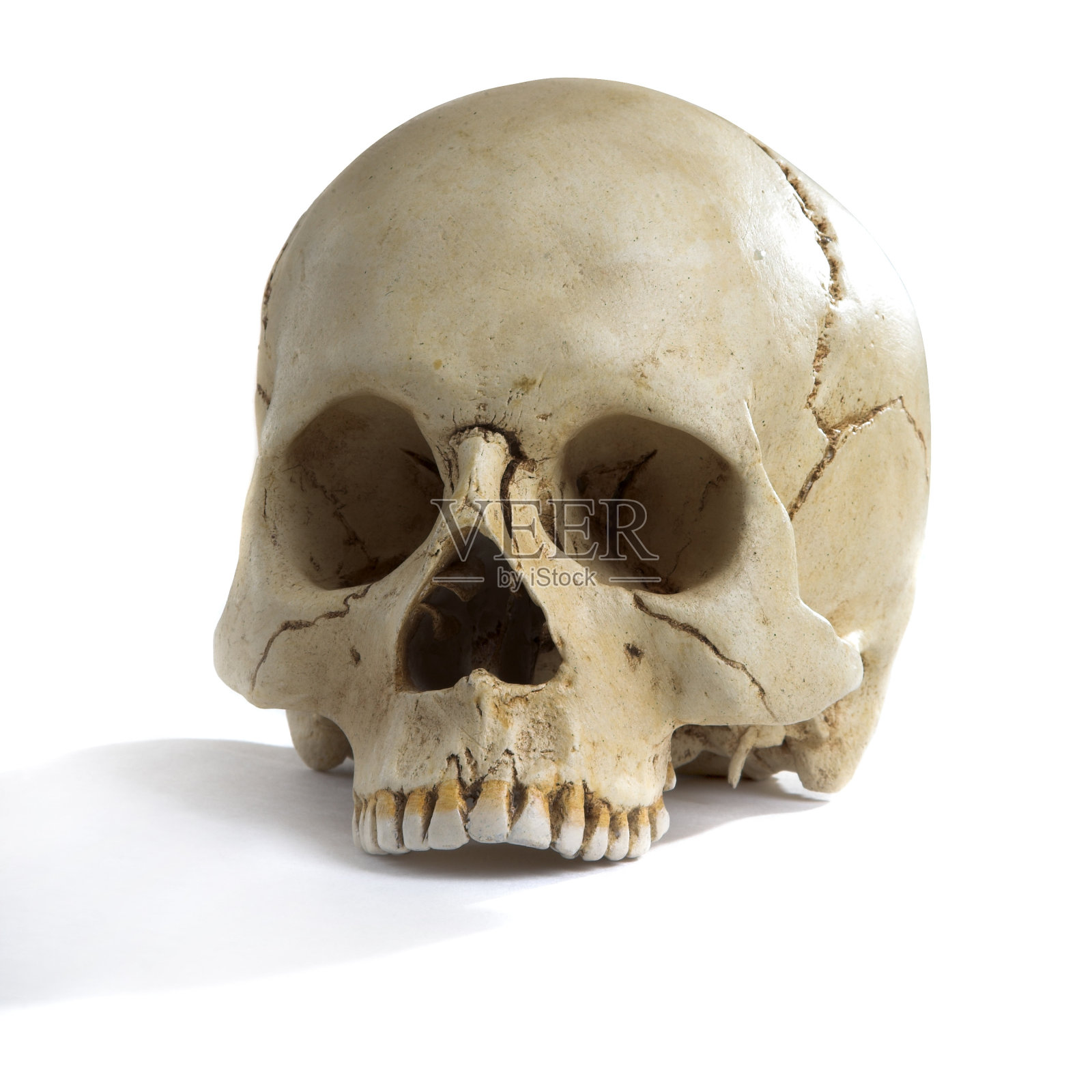 头盖骨照片摄影图片