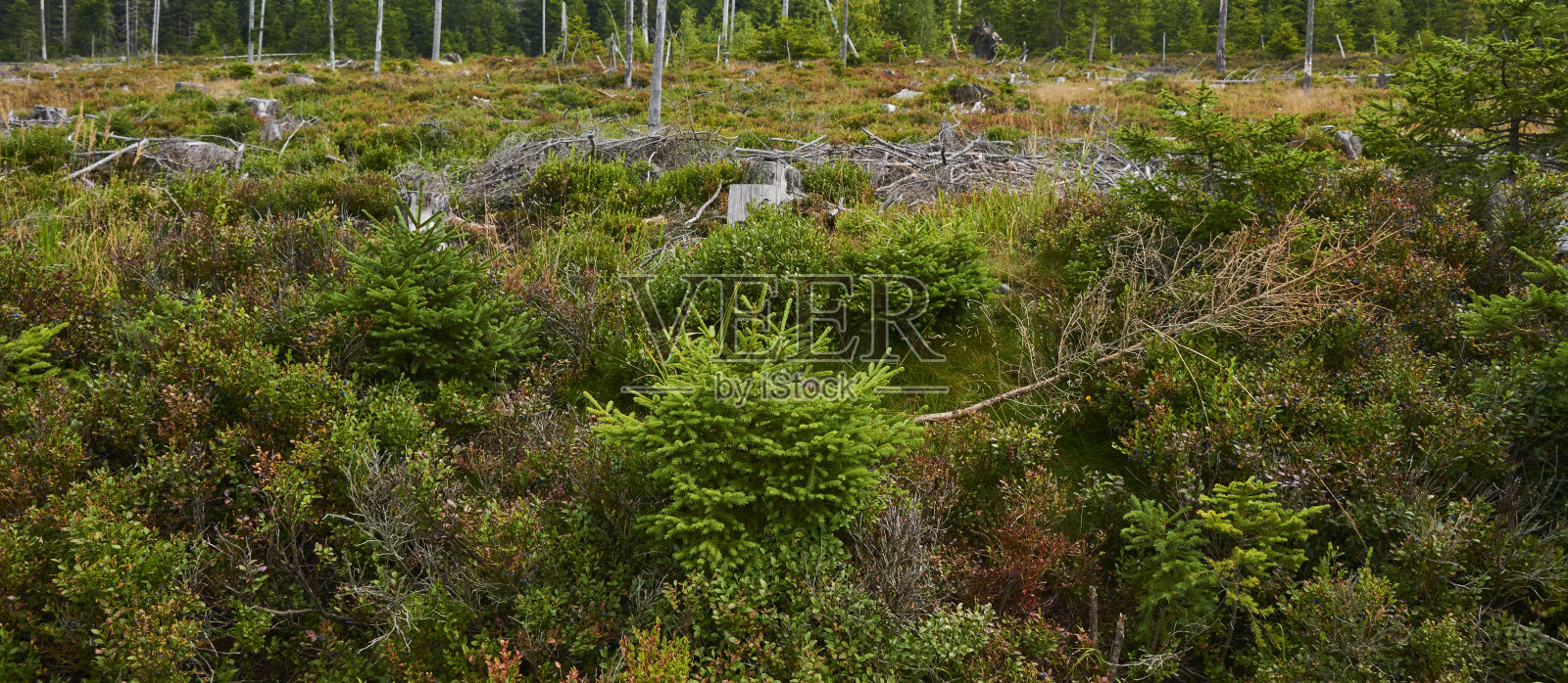在德国与捷克共和国边境的伏尔塔瓦源附近的高森林，巴伐利亚森林-苏玛瓦国家公园，因树皮甲虫侵扰而引起的森林枯梢病照片摄影图片