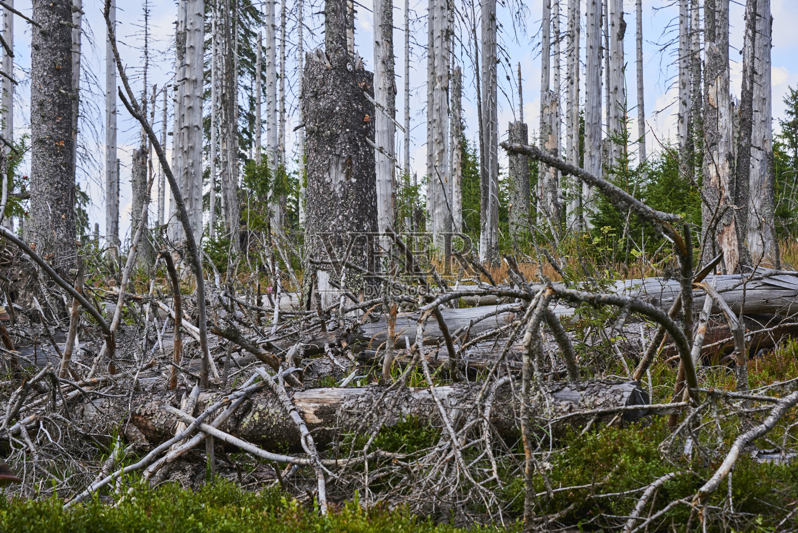 在德国与捷克共和国边境的伏尔塔瓦源附近的高森林，巴伐利亚森林-苏玛瓦国家公园，因树皮甲虫侵扰而引起的森林枯梢病照片摄影图片
