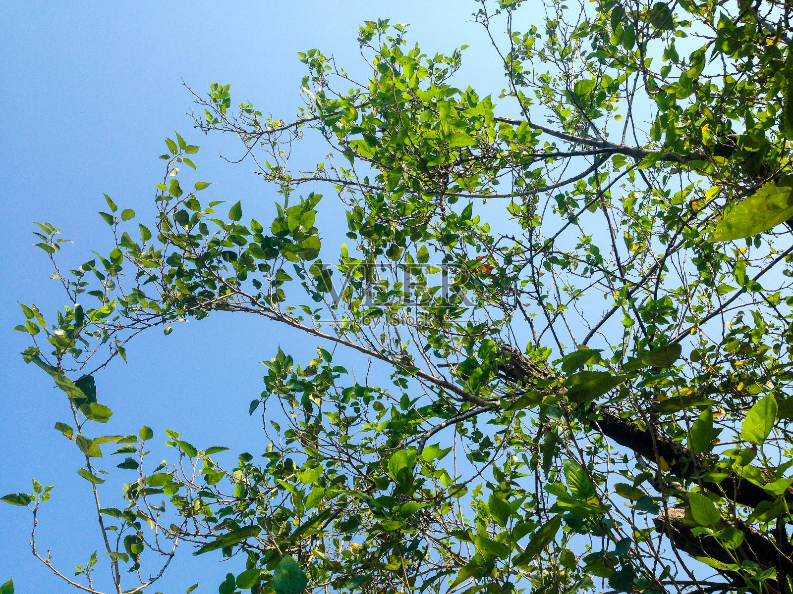 美丽的树木，绿色和蓝天的背景照片摄影图片