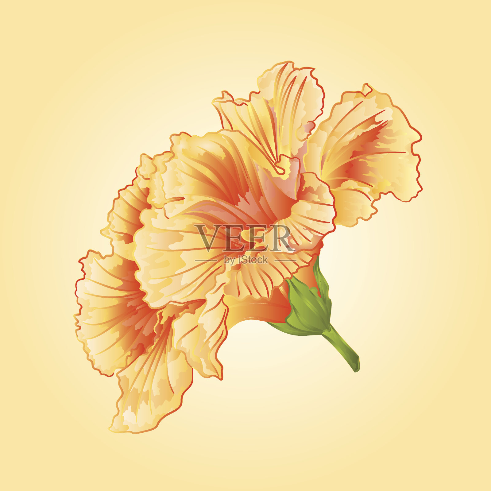 黄木槿属热带病媒花插画图片素材