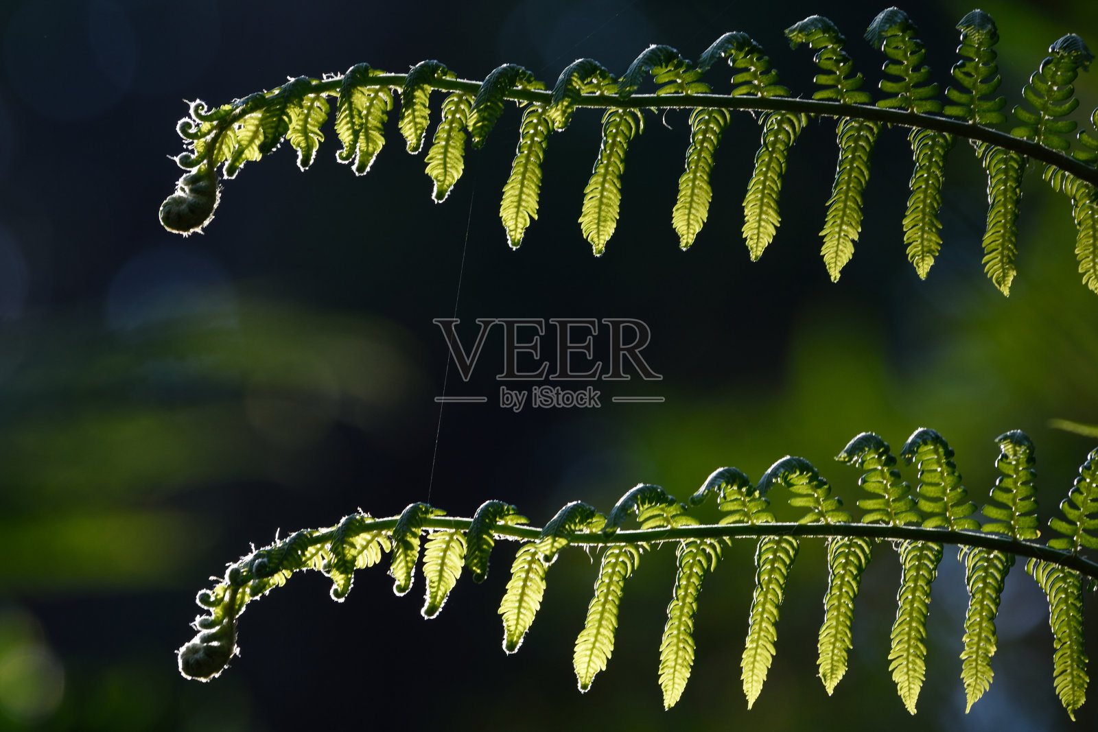 新鲜蕨叶自然背景照片摄影图片
