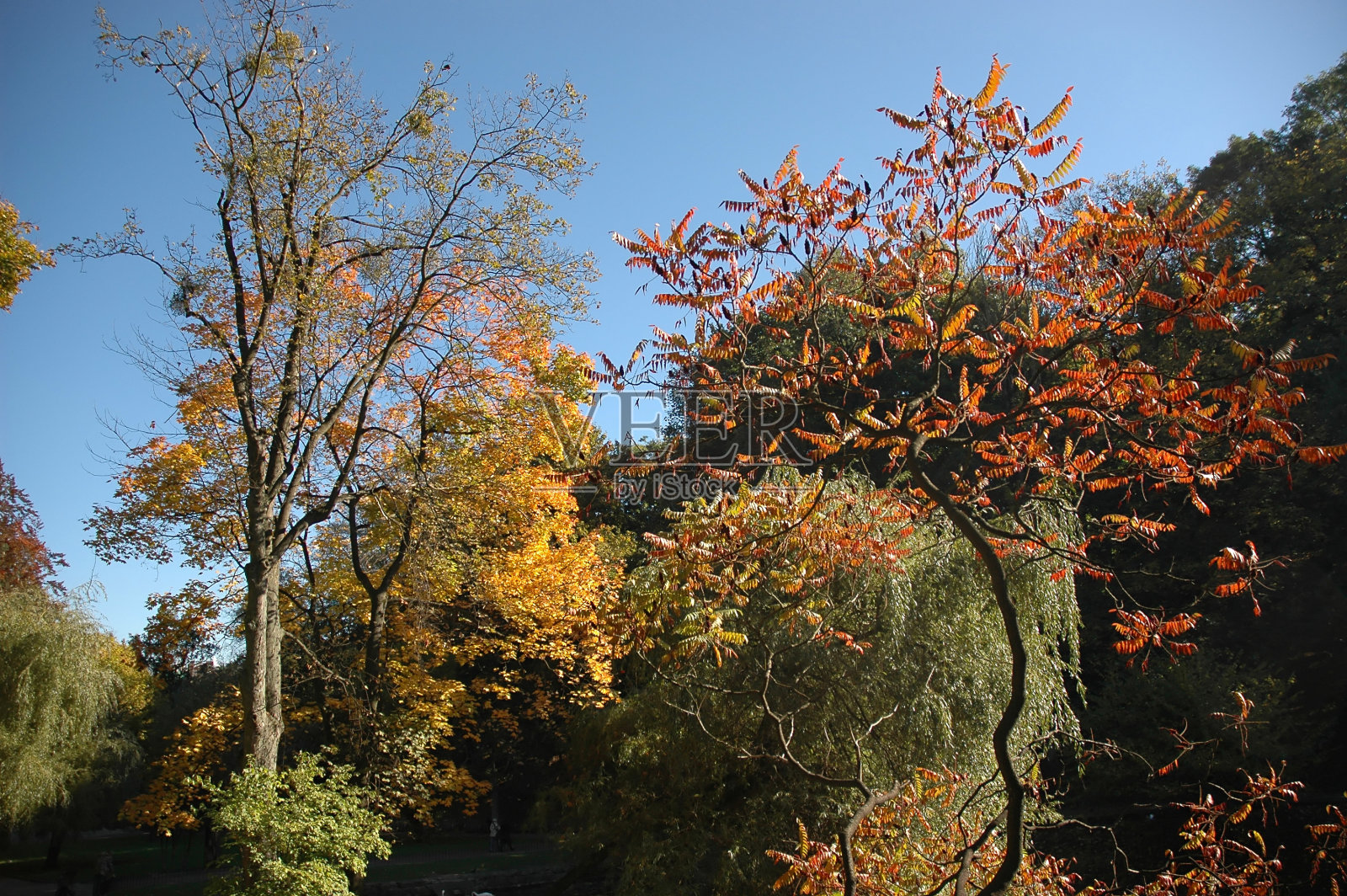 秋天公园的早晨照片摄影图片