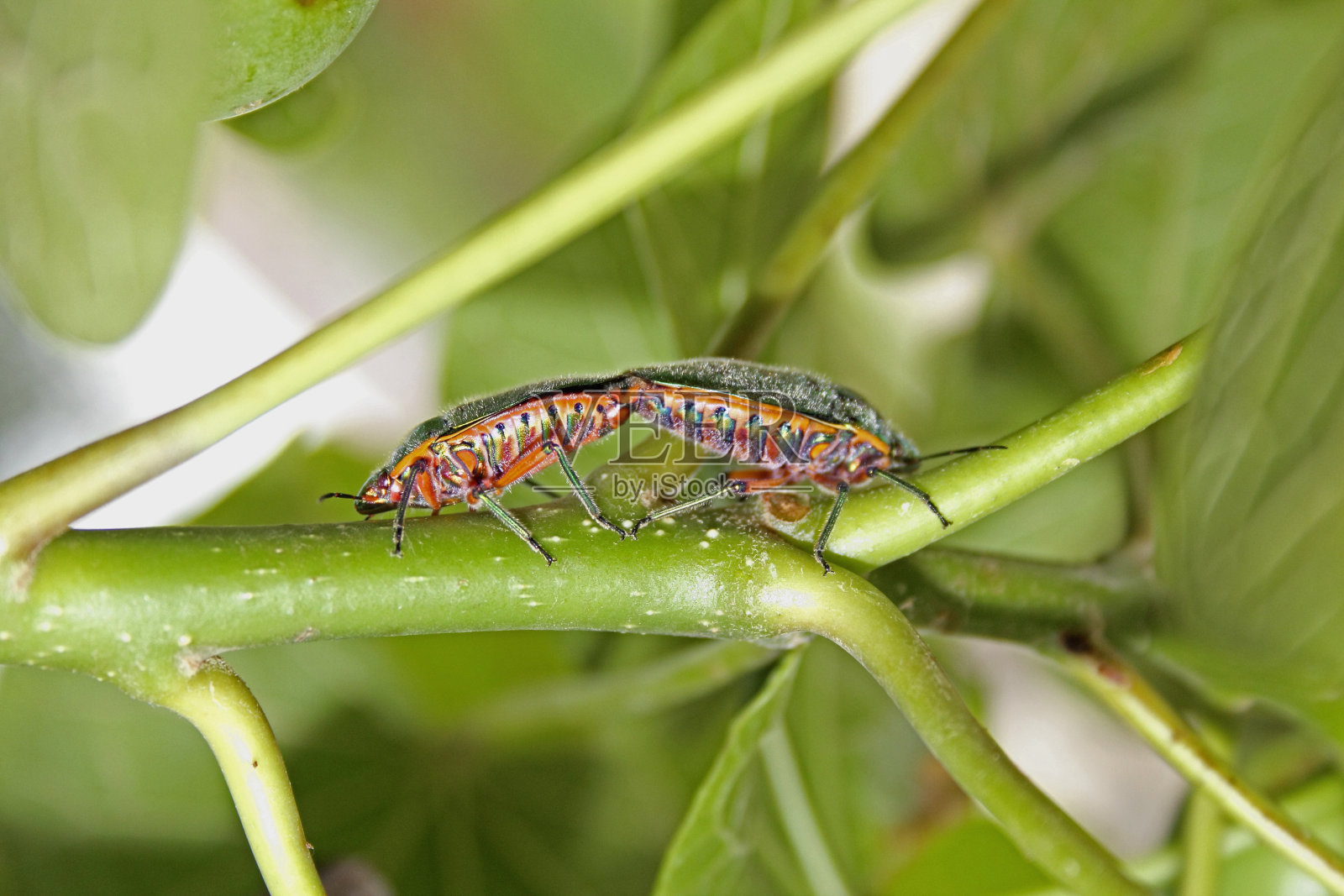 宝石蜂的交配照片摄影图片