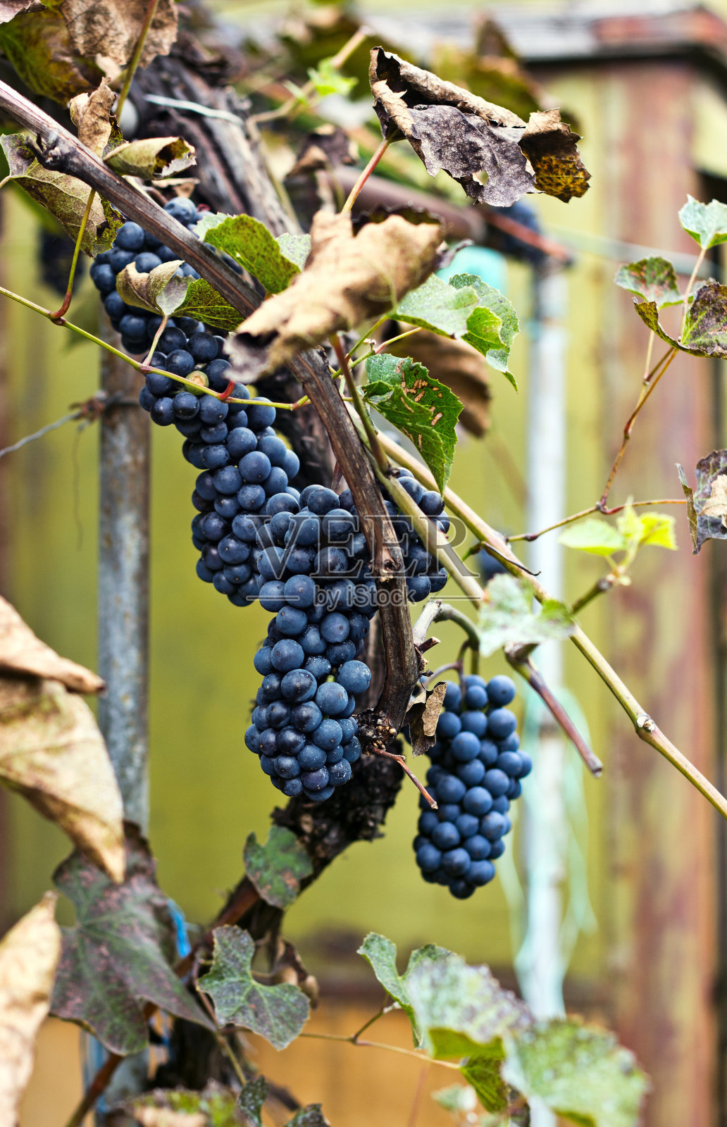 一串串的红葡萄照片摄影图片