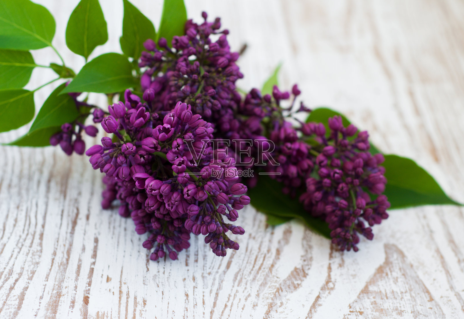 一束丁香花照片摄影图片