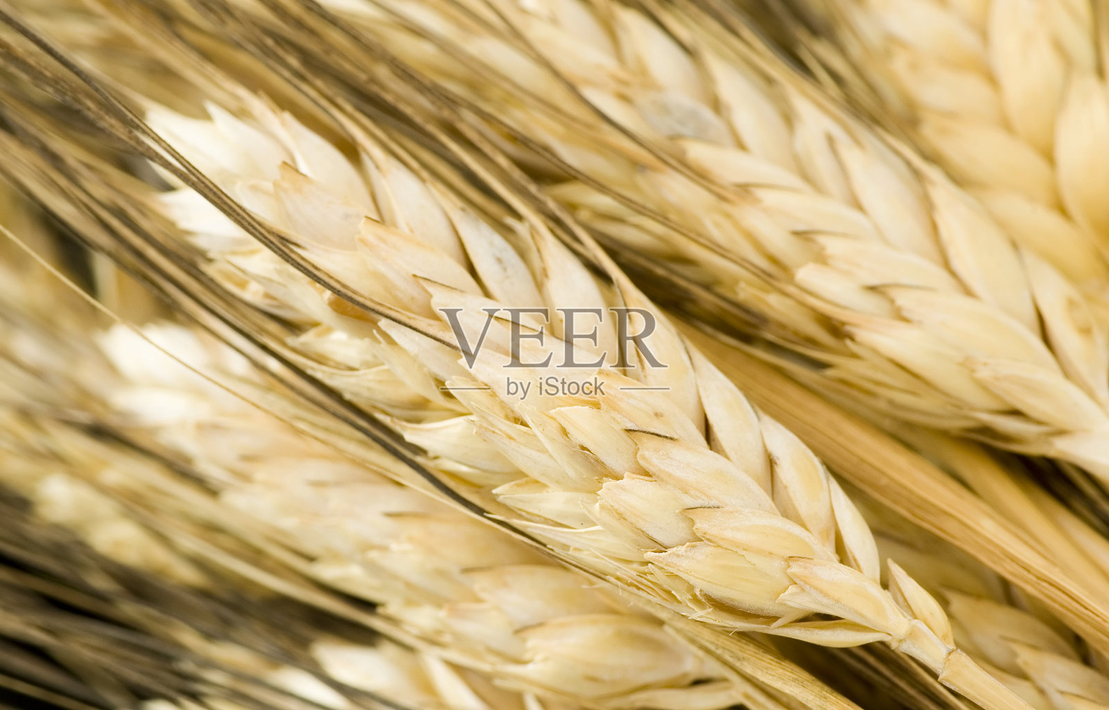 小麦峰值照片摄影图片