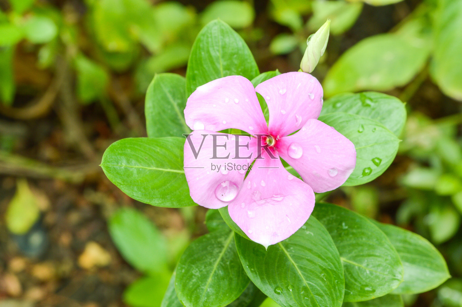 粉红色Catharanthus roseis花照片摄影图片