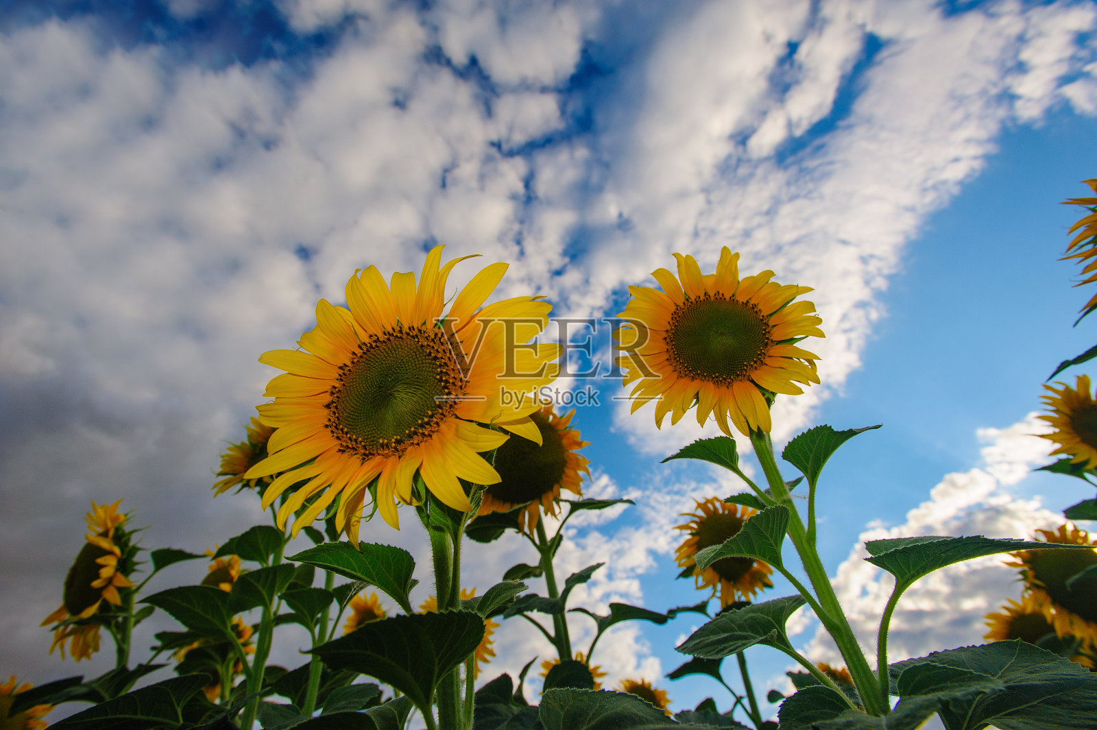 温暖的夕阳照耀着向日葵田照片摄影图片