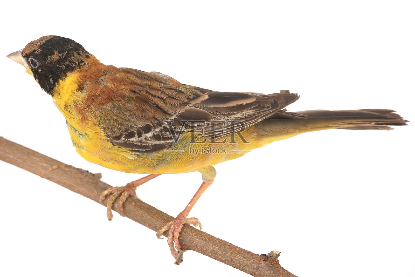 只黑头彩旗照片摄影图片