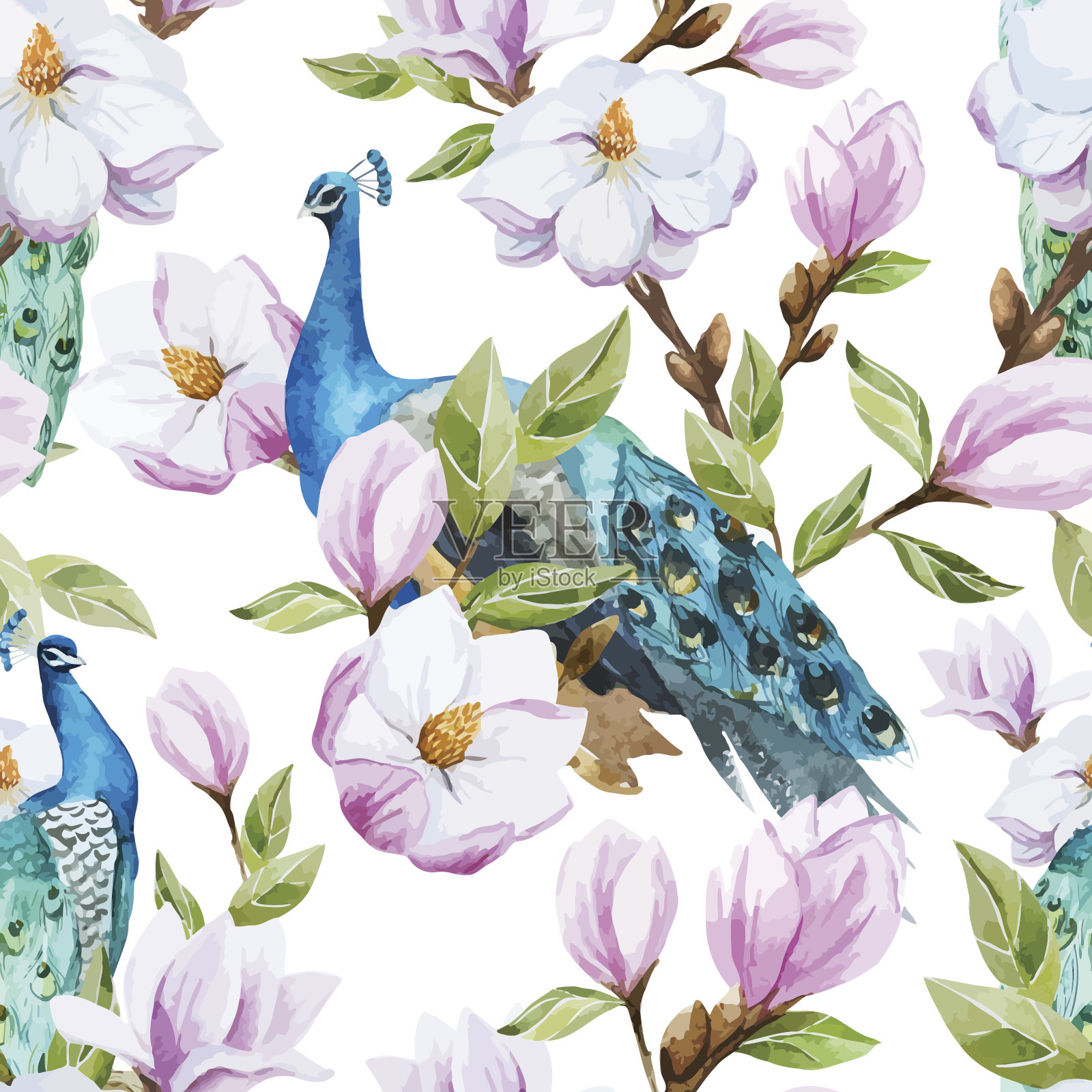 木兰和孔雀插画图片素材