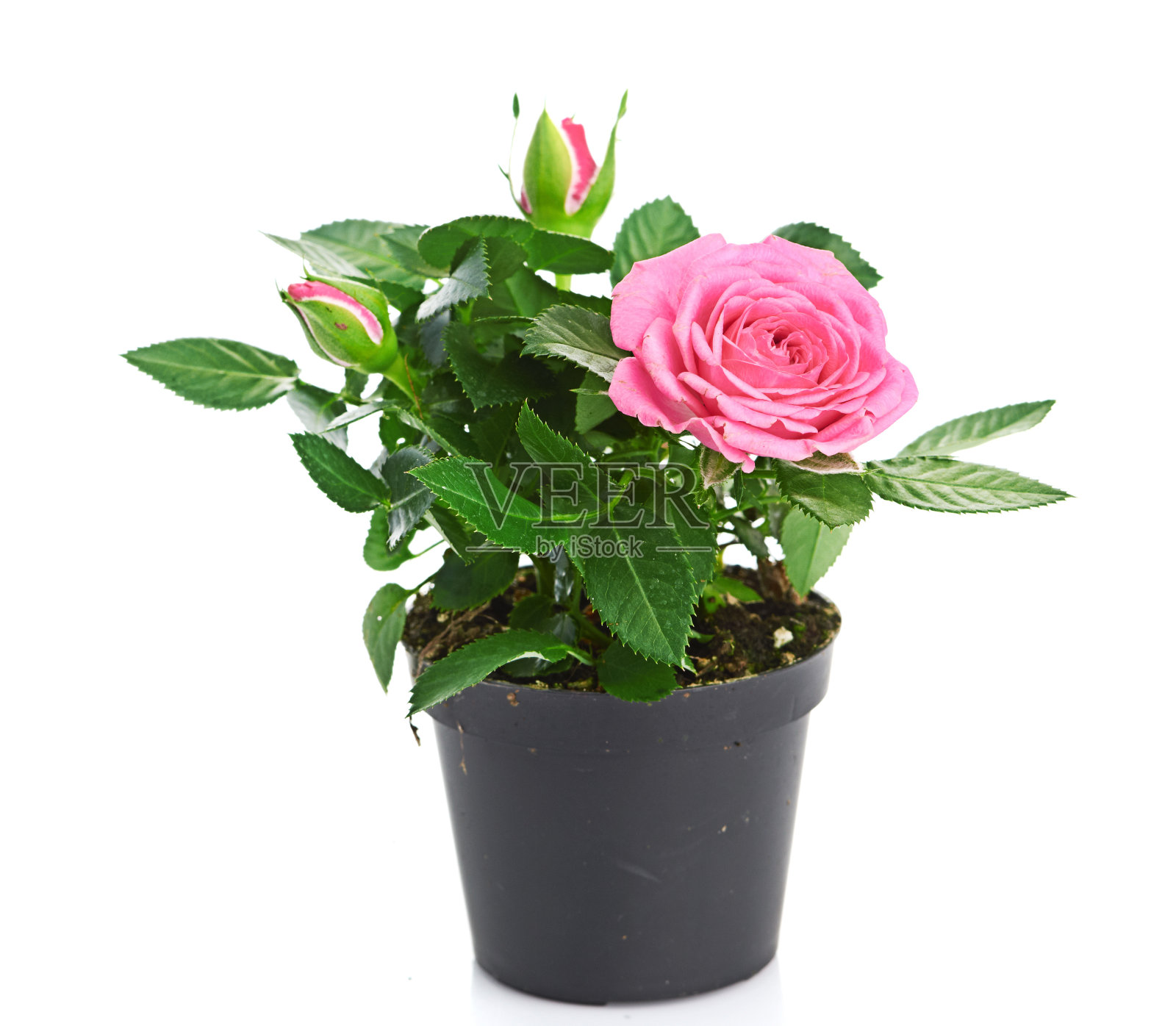 花盆里有一束粉红色的玫瑰。照片摄影图片