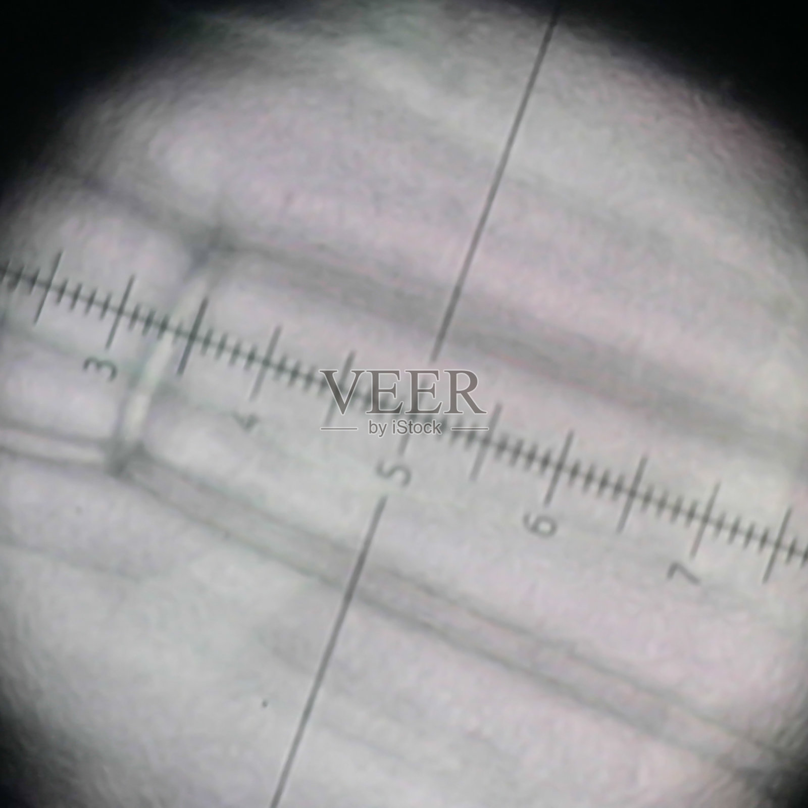 非洲紫罗兰花瓣细胞的显微镜图像照片摄影图片