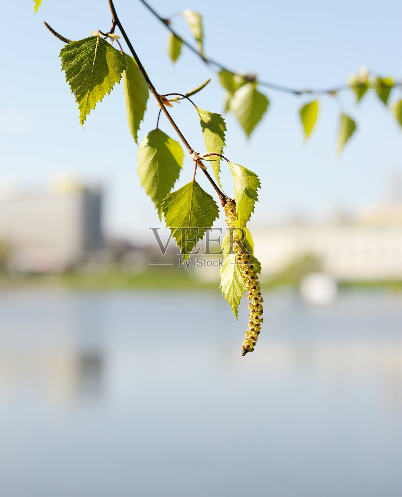 桦树，盛开在城市里。照片摄影图片