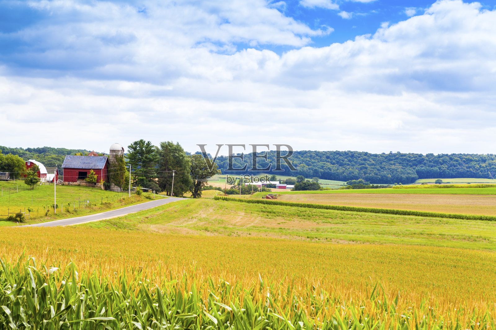 在一个暴风雨的日子里，美国乡村的玉米地照片摄影图片