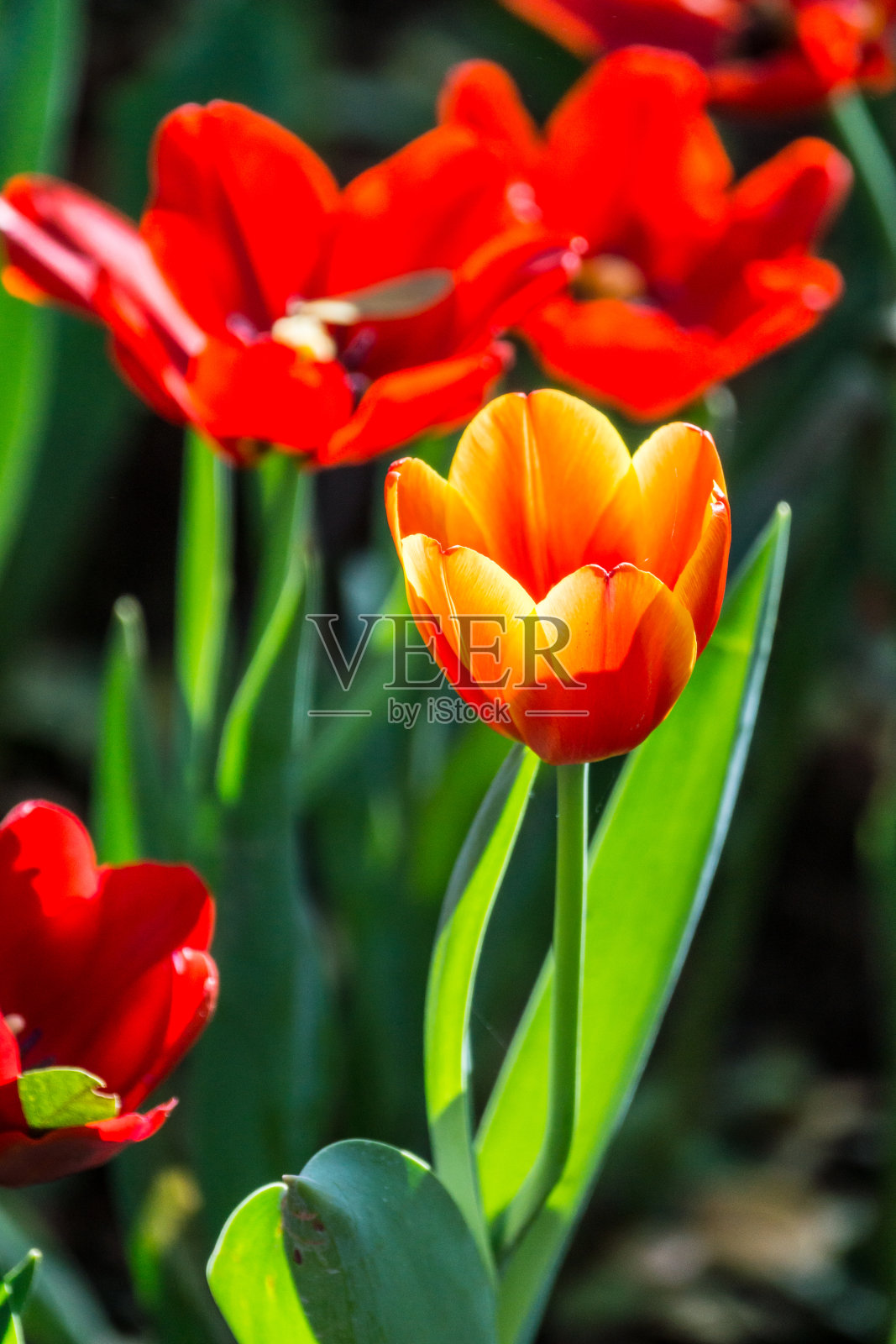 红色郁金香照片摄影图片