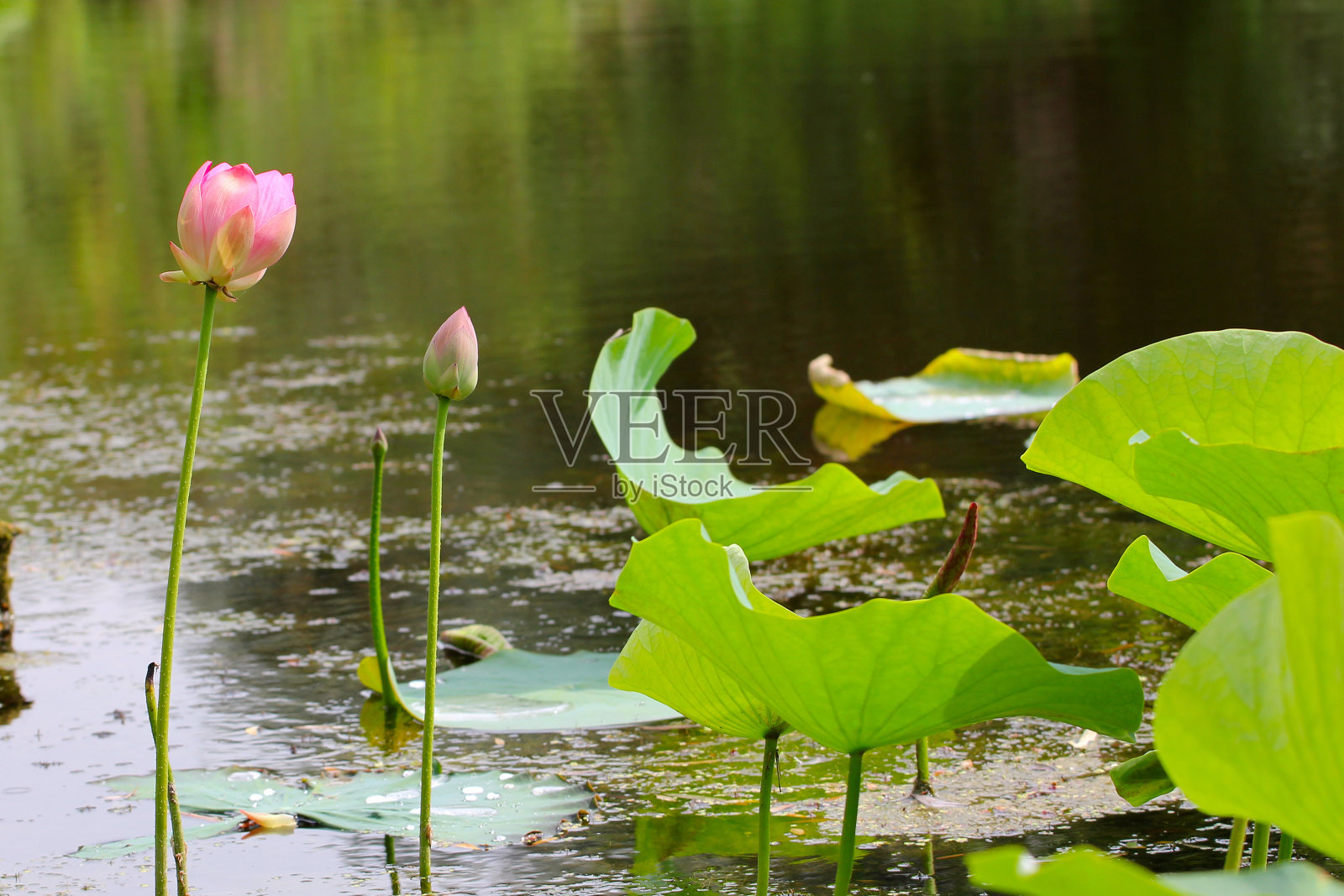 水莲花照片摄影图片