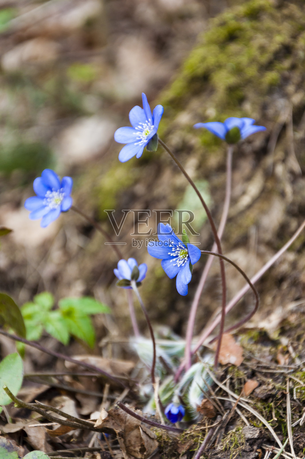 第一肝片雪花莲花在早春森林照片摄影图片