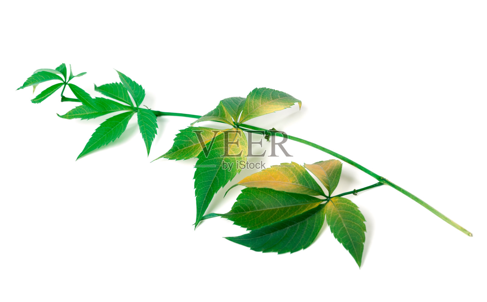 葡萄叶分枝(parthenocissusquinquefolia叶)照片摄影图片