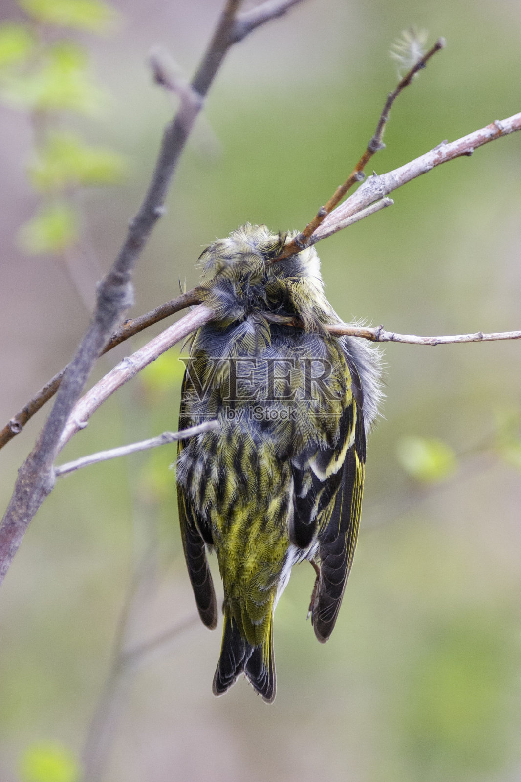 死鸟照片摄影图片