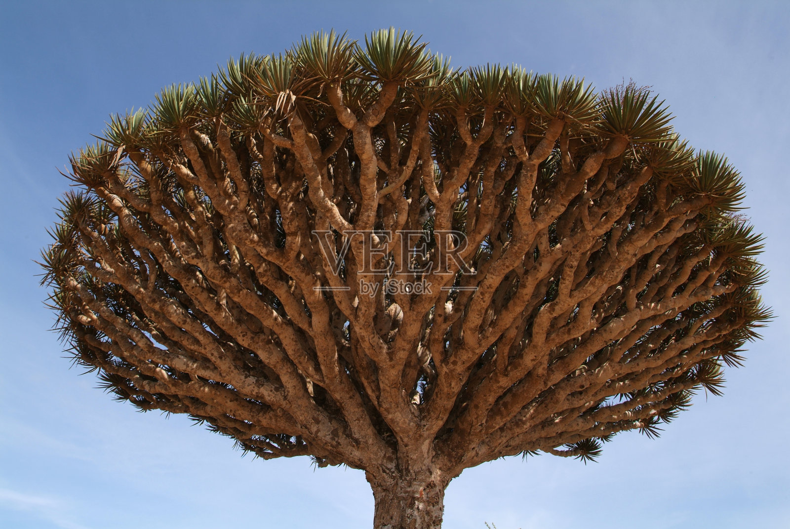 索科特拉岛的龙血树照片摄影图片