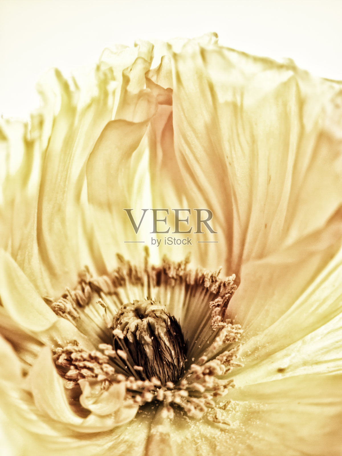 罂粟花的特写镜头照片摄影图片