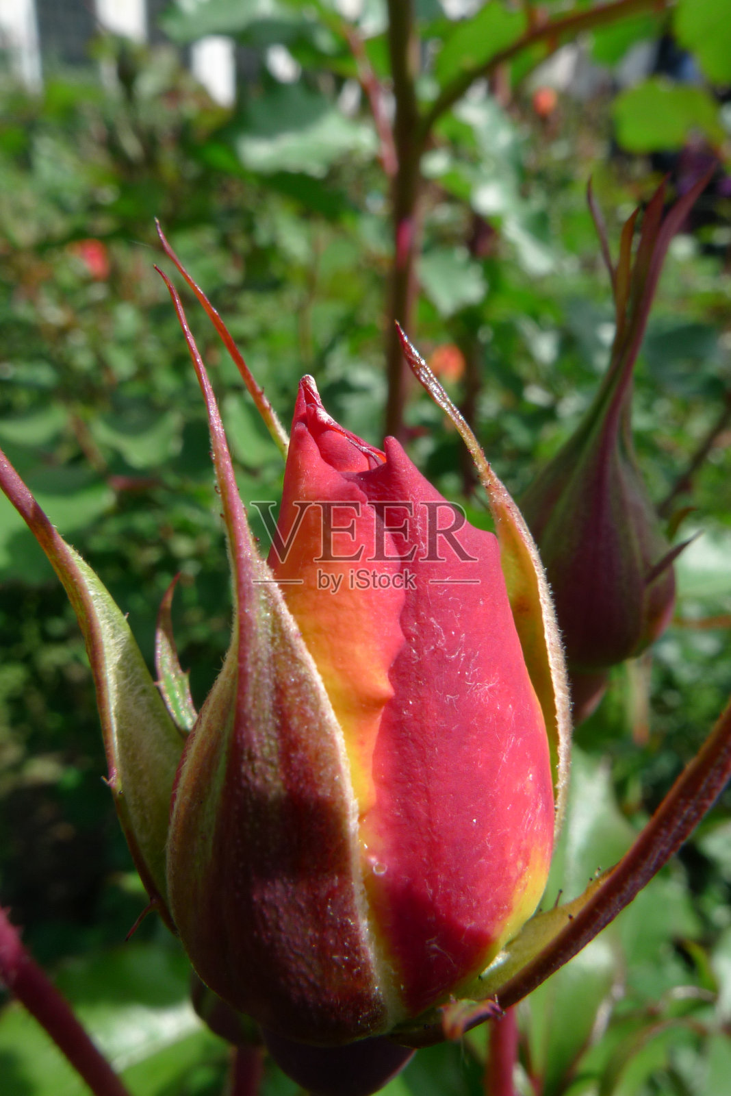 红玫瑰花蕾照片摄影图片