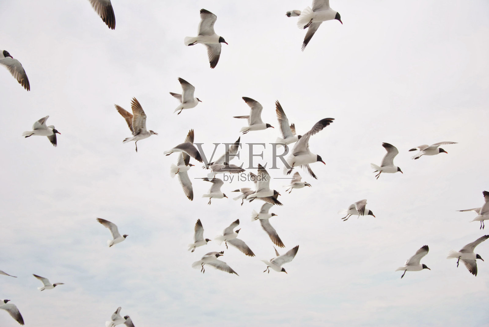 海鸥照片摄影图片