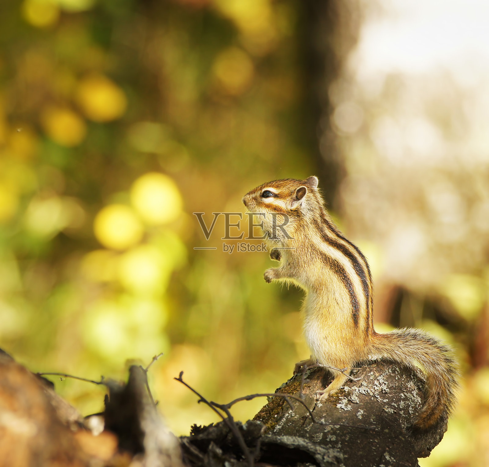 森林里树上的花栗鼠照片摄影图片