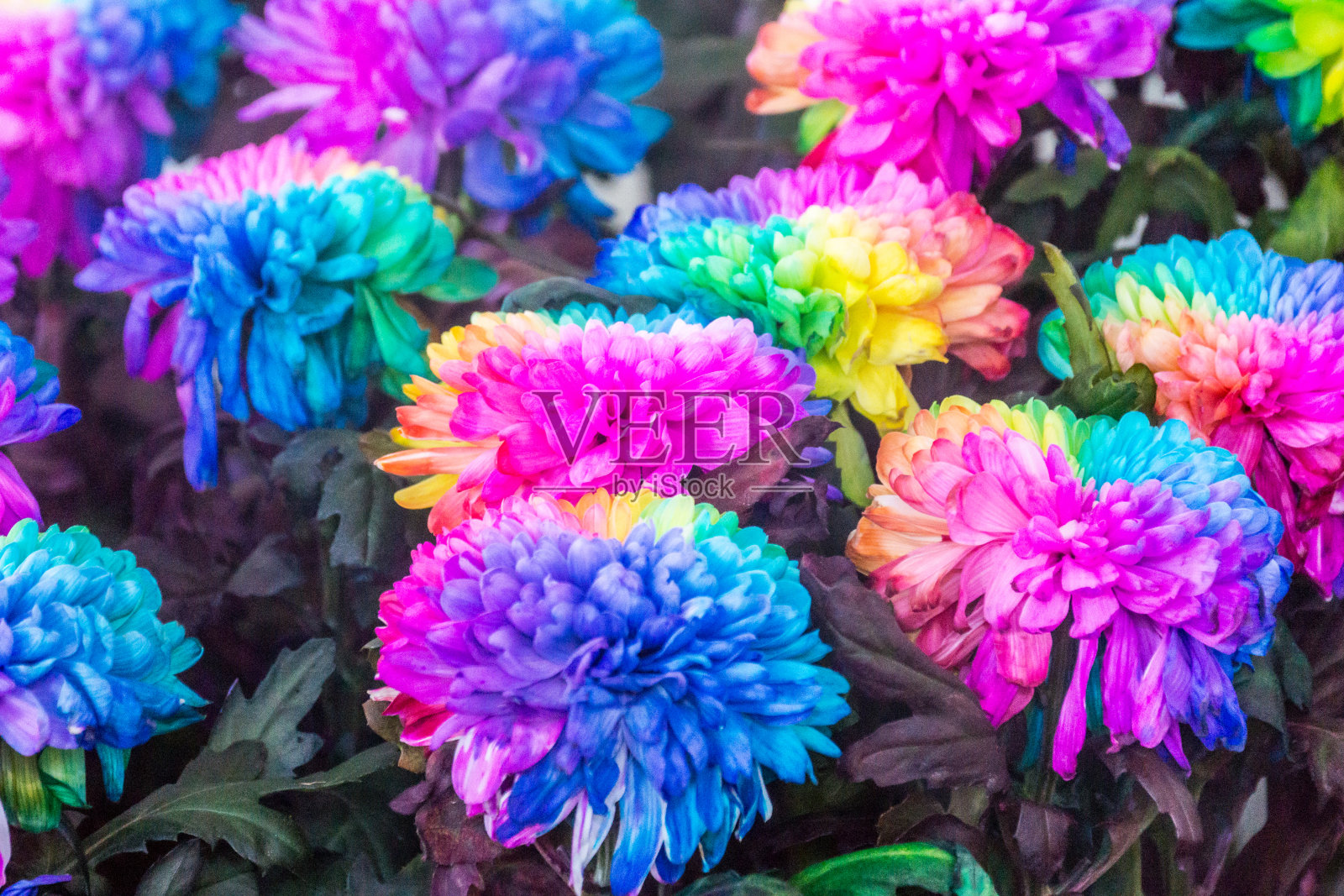 五颜六色的花照片摄影图片