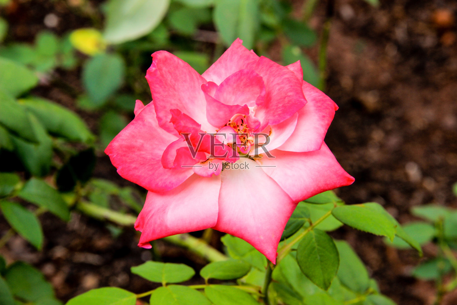 粉红色的花照片摄影图片