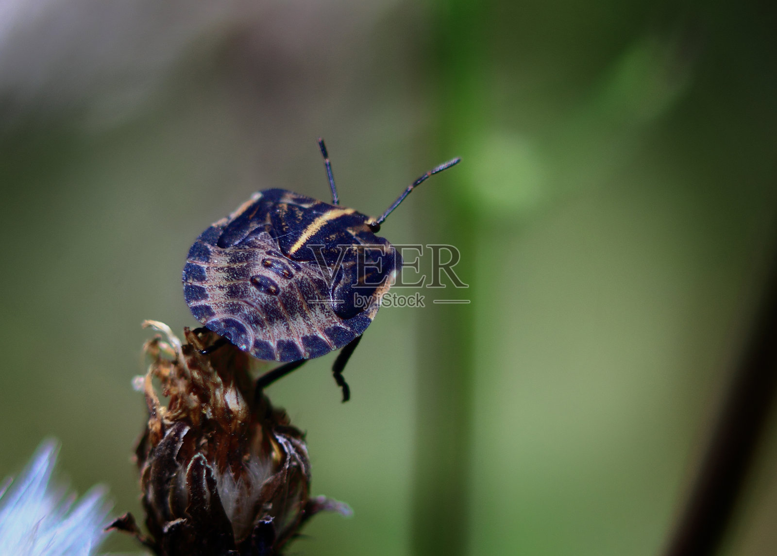 大黑虫照片摄影图片