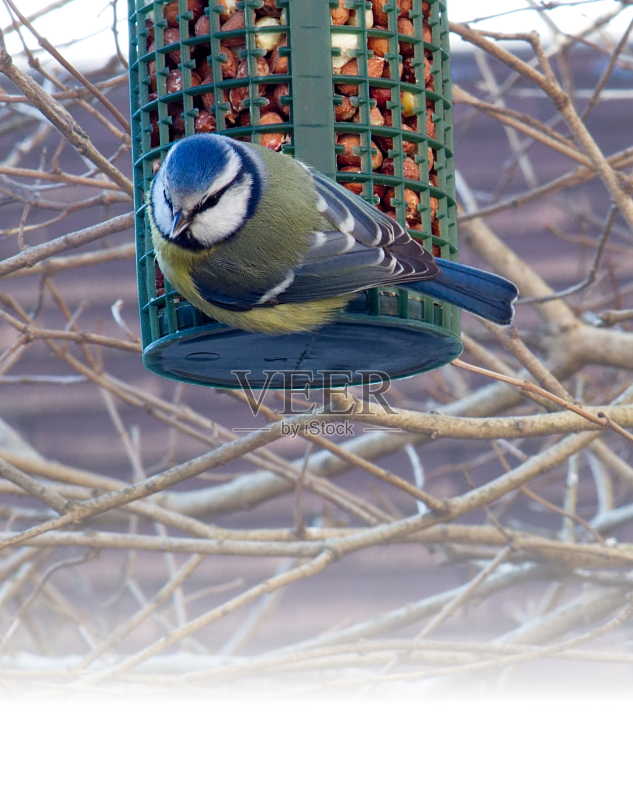 喂食器上的蓝山雀照片摄影图片