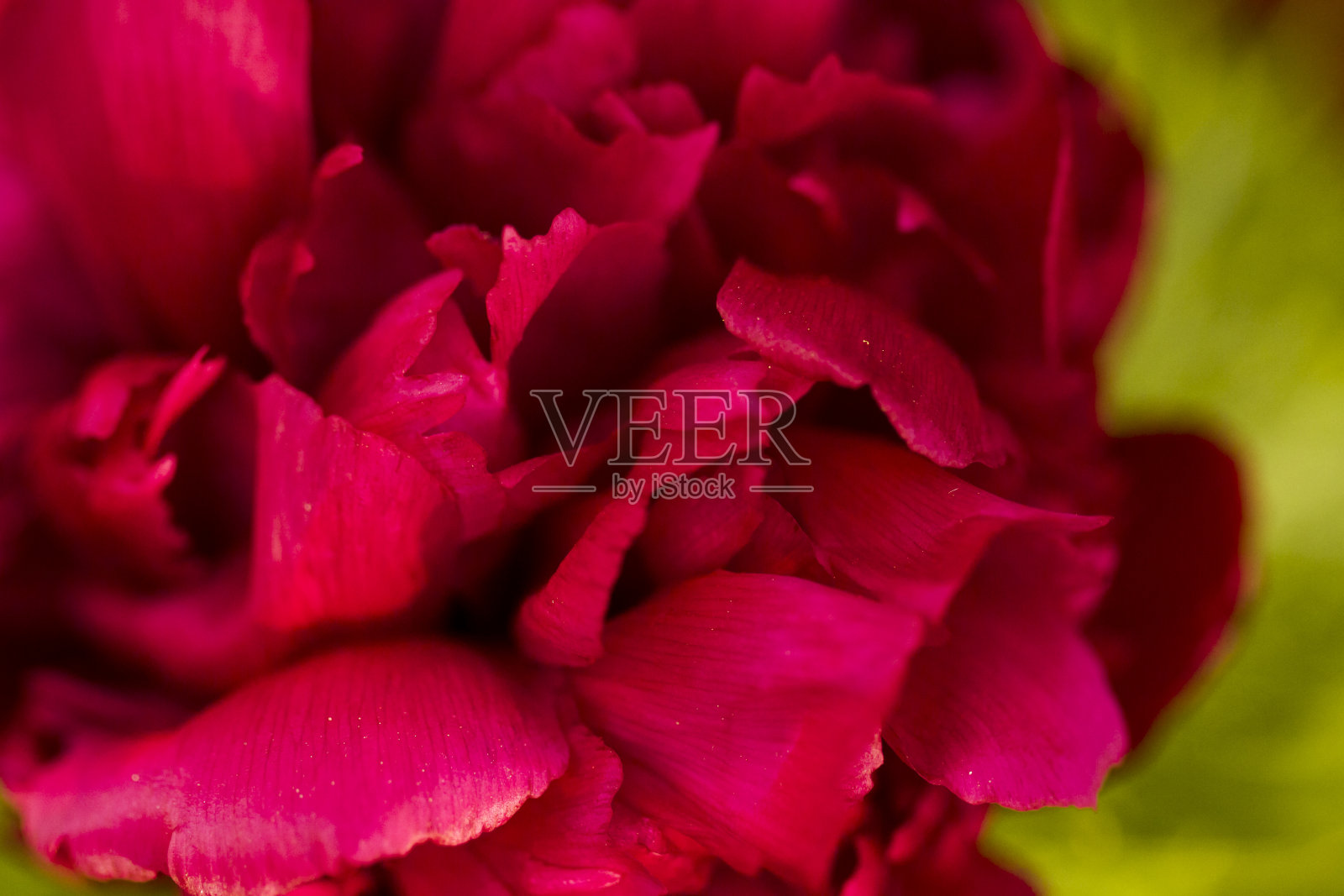 花园里盛开照片摄影图片