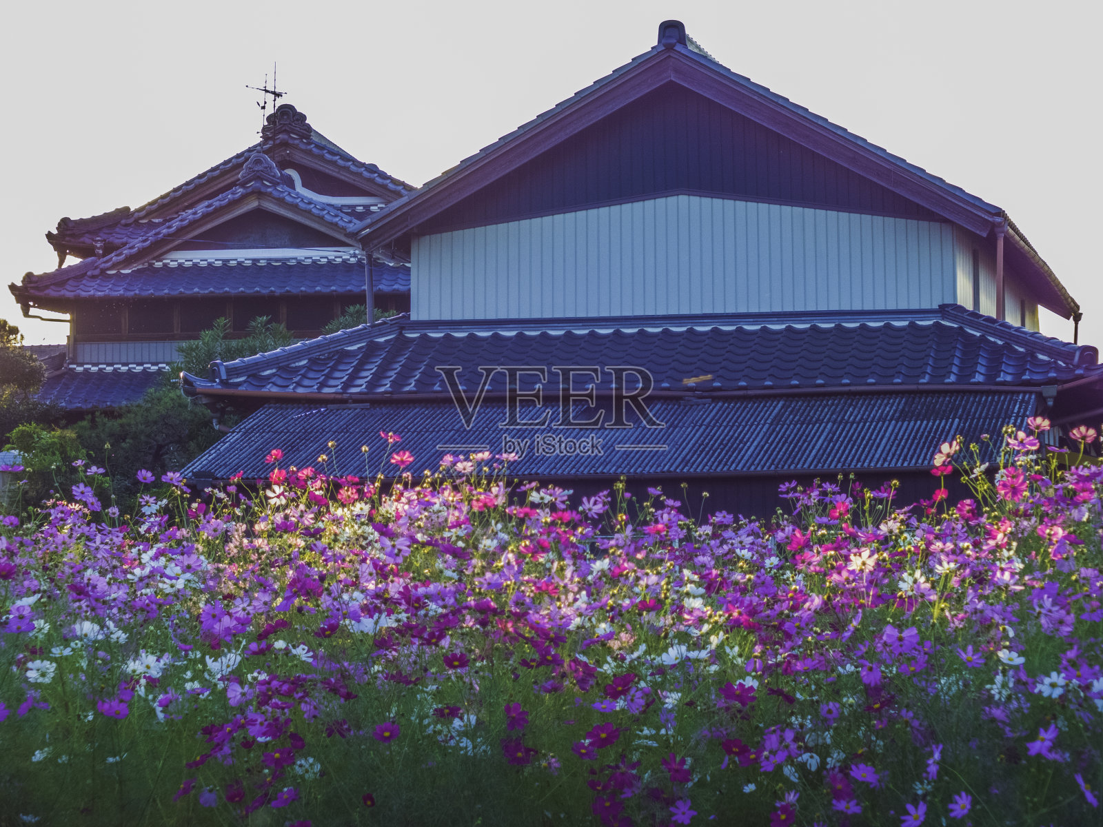 五彩的宇宙花在秋天的黄昏照片摄影图片