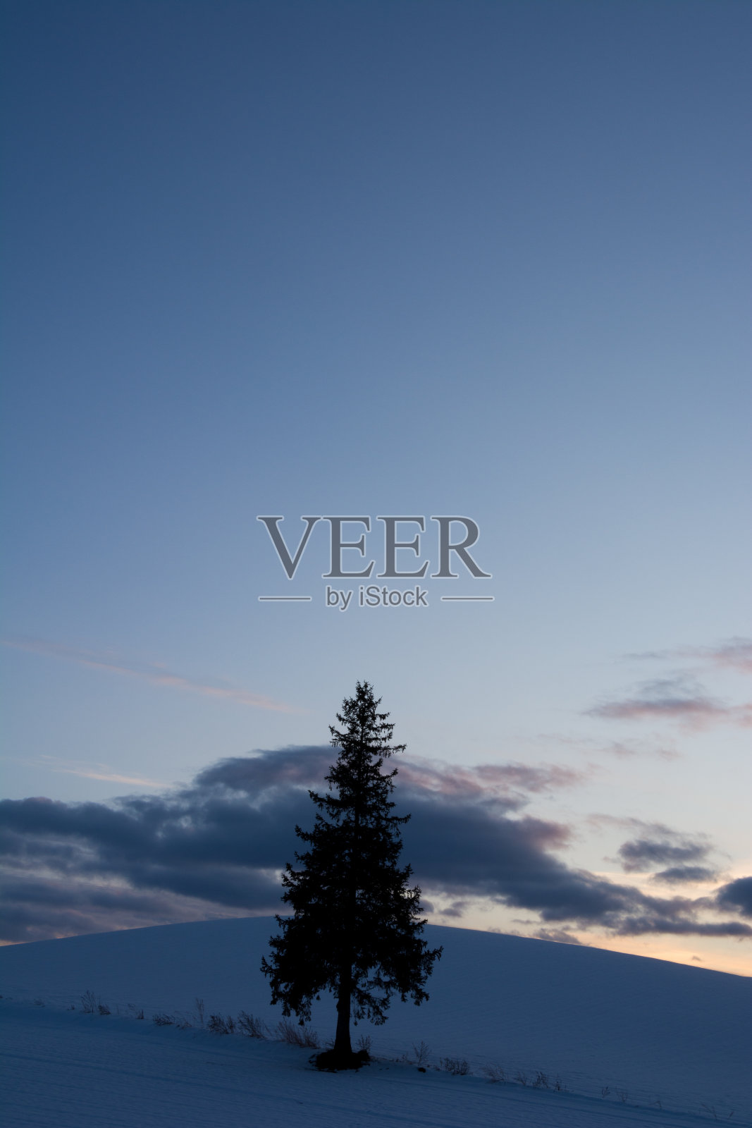 黄昏的天空和松树照片摄影图片