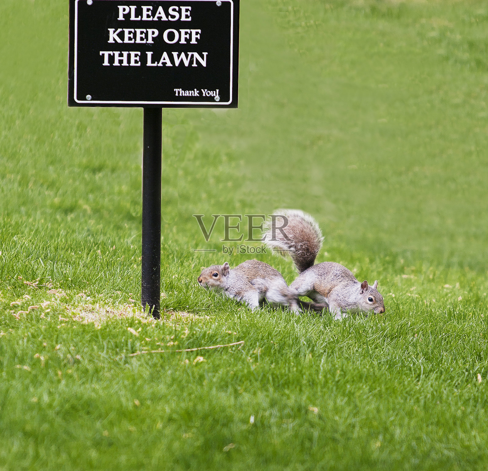 没有纪律的松鼠照片摄影图片