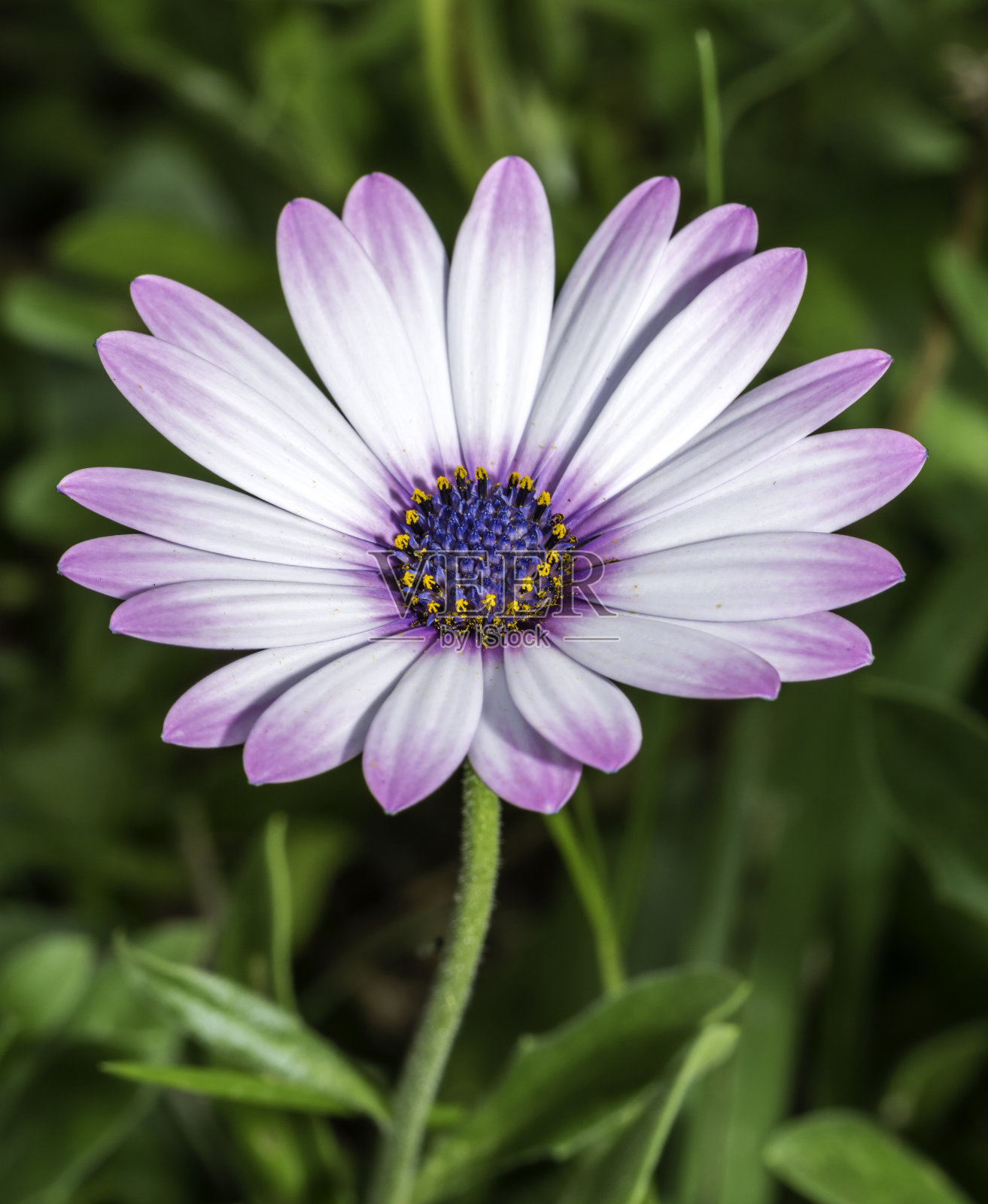 绿色背景上的花朵照片摄影图片