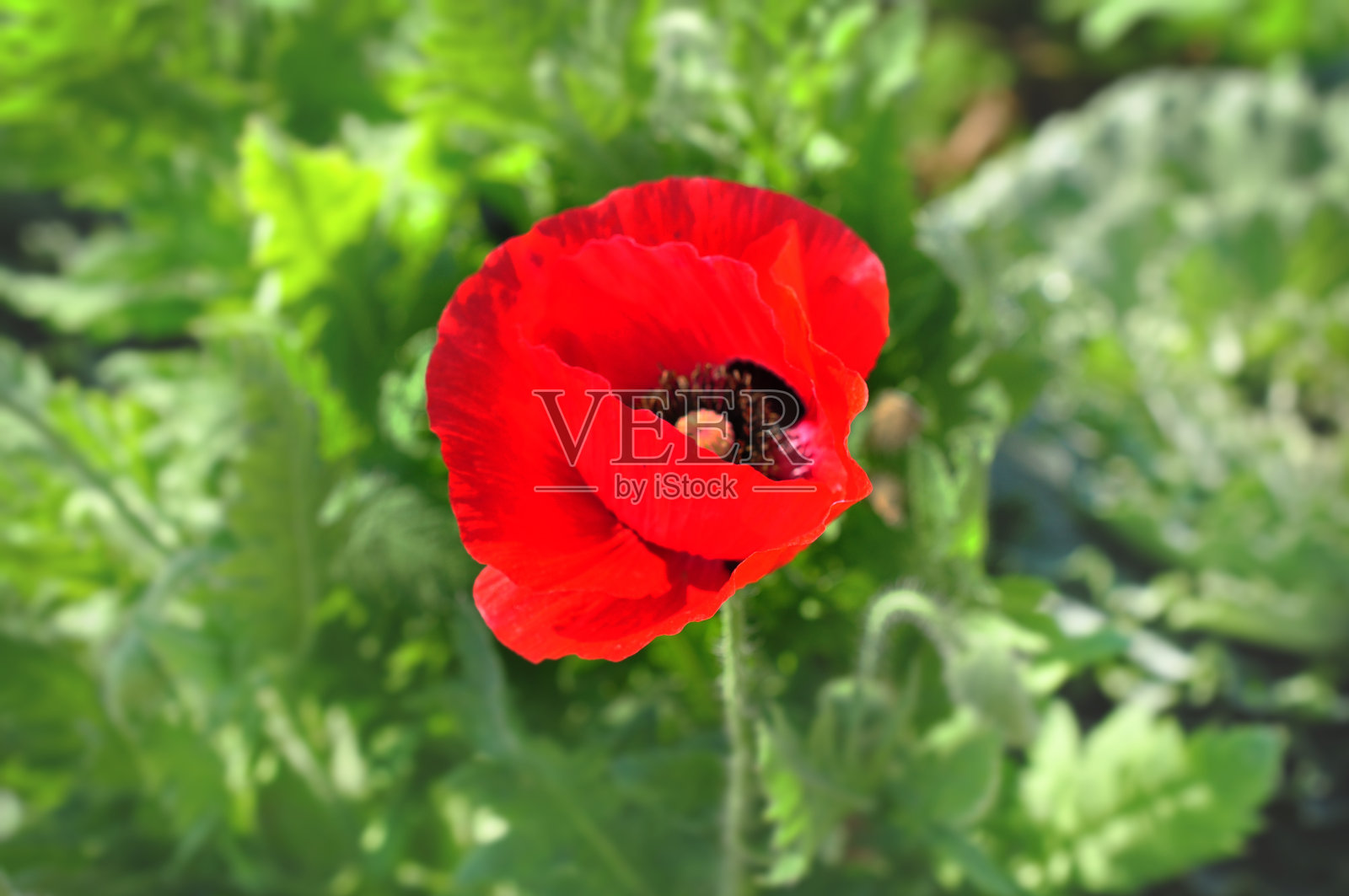 罂粟花特写背景照片摄影图片