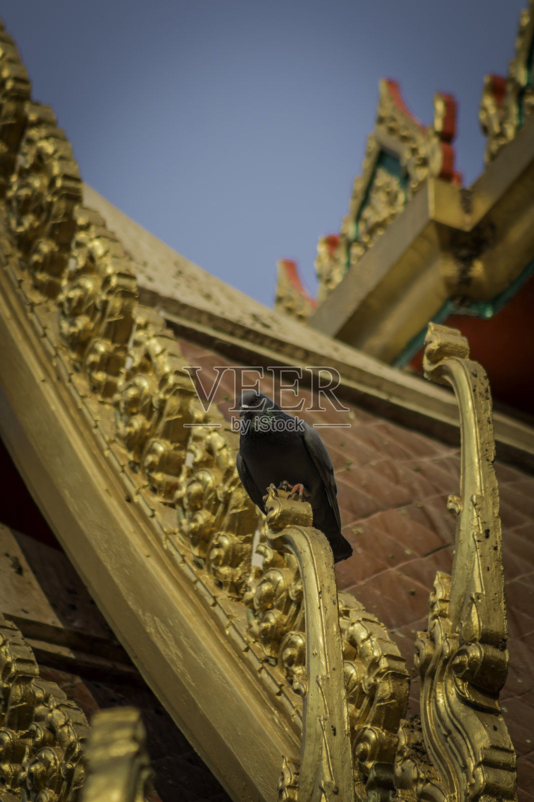 教堂屋顶上的鸽子。照片摄影图片