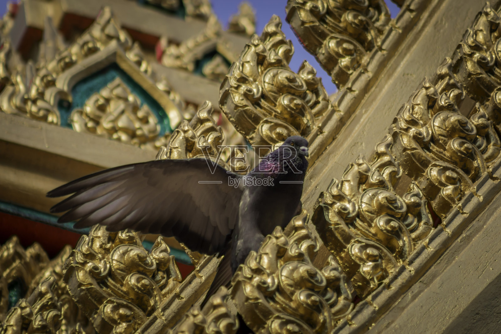 教堂屋顶上的鸽子。照片摄影图片