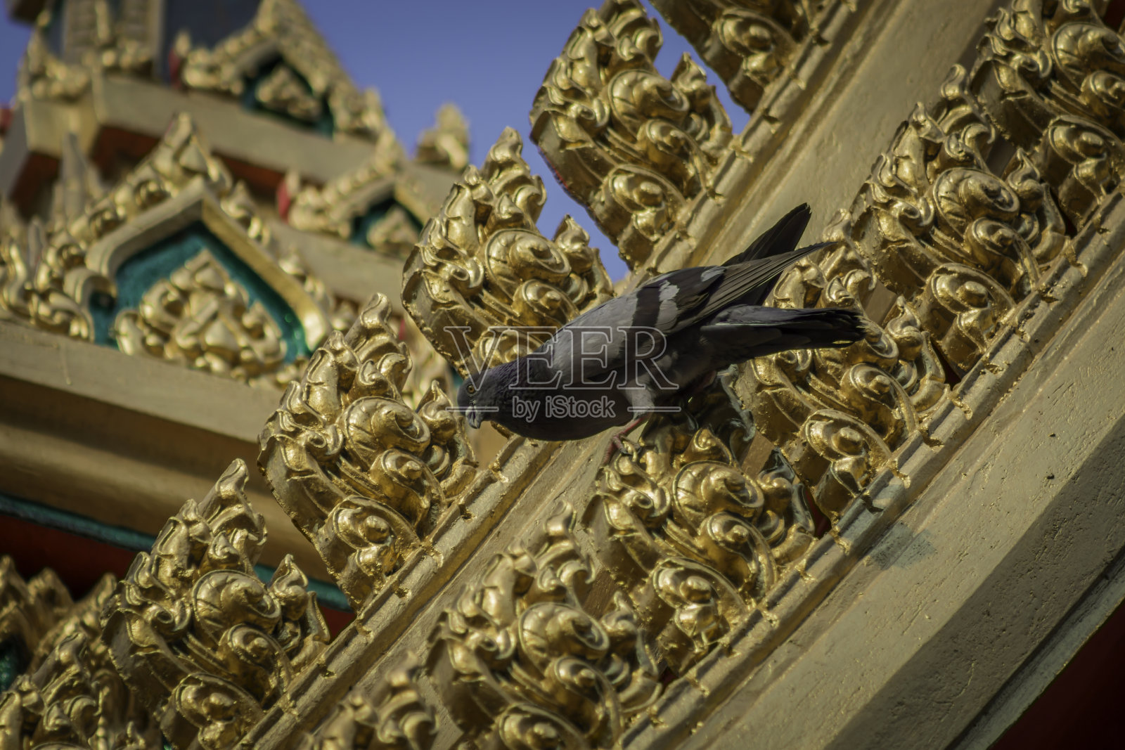 教堂屋顶上的鸽子。照片摄影图片