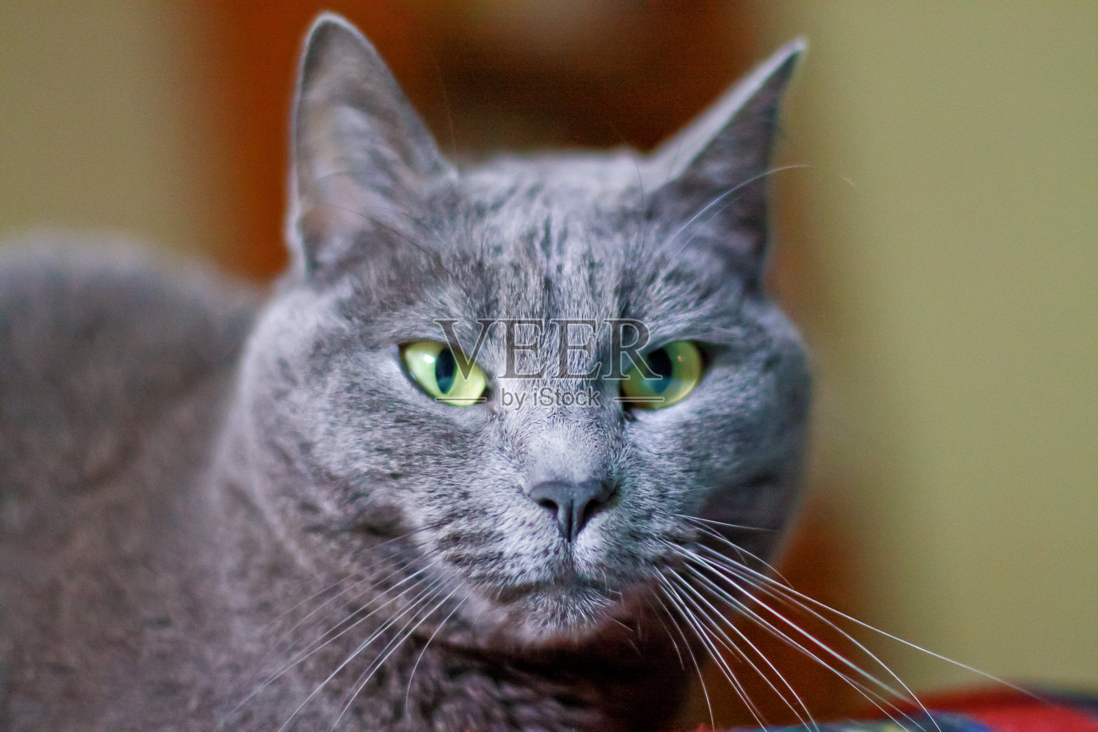 室内灰猫画像照片摄影图片