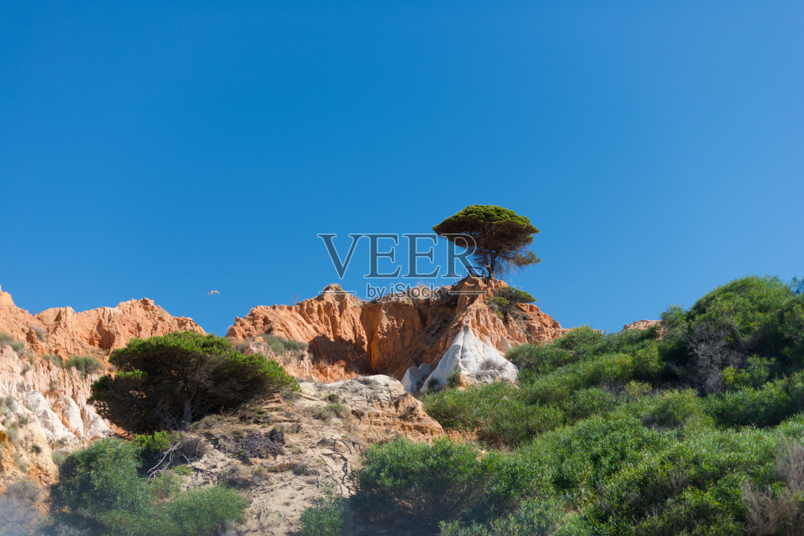 树的视图照片摄影图片