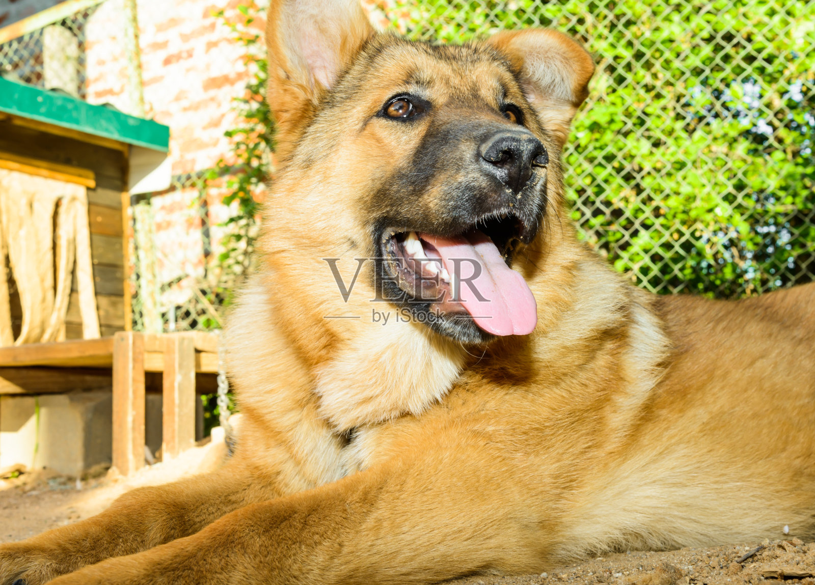 大红狗照片摄影图片