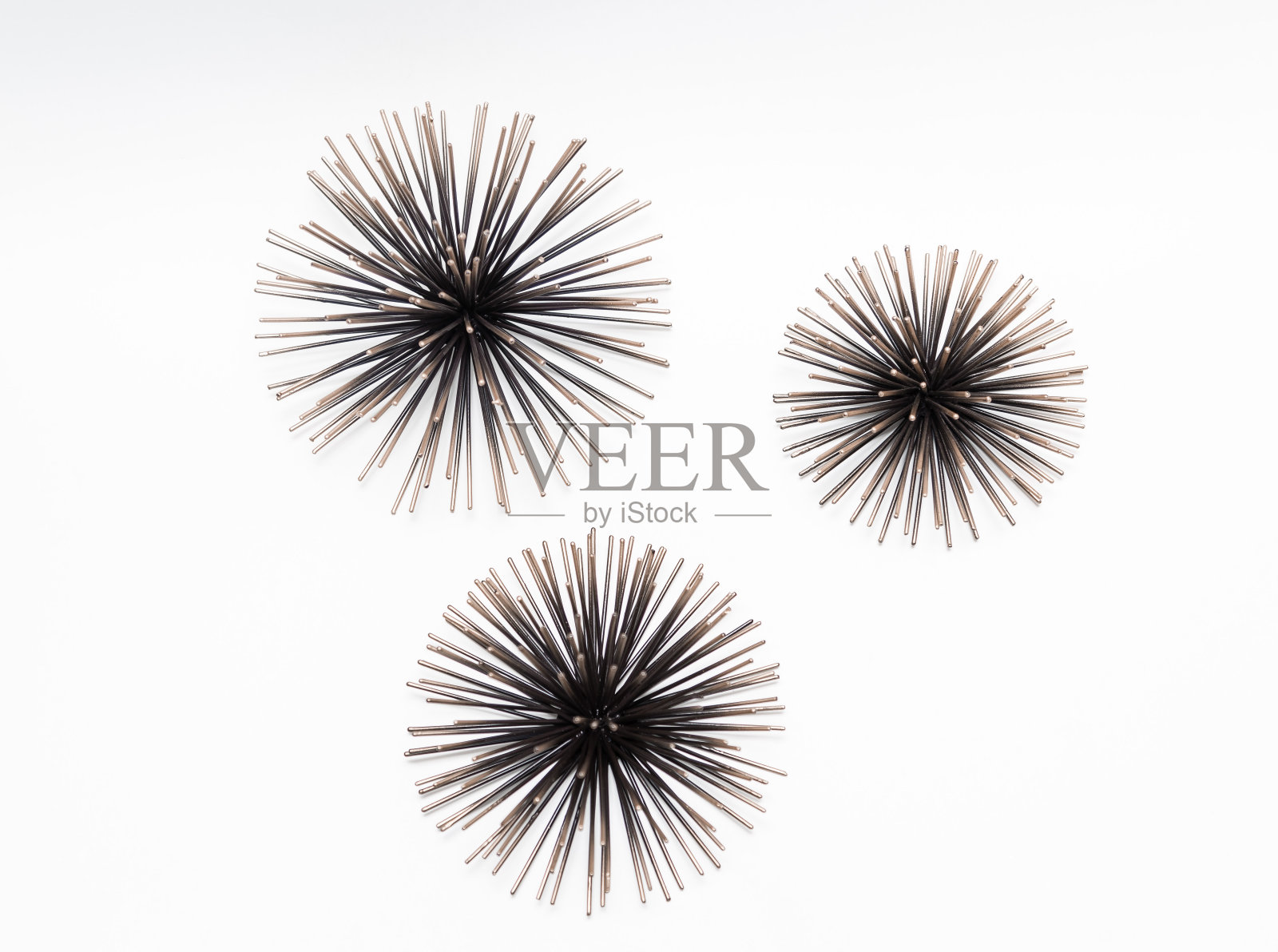 伟大的装饰海胆孤立在白色背景照片摄影图片