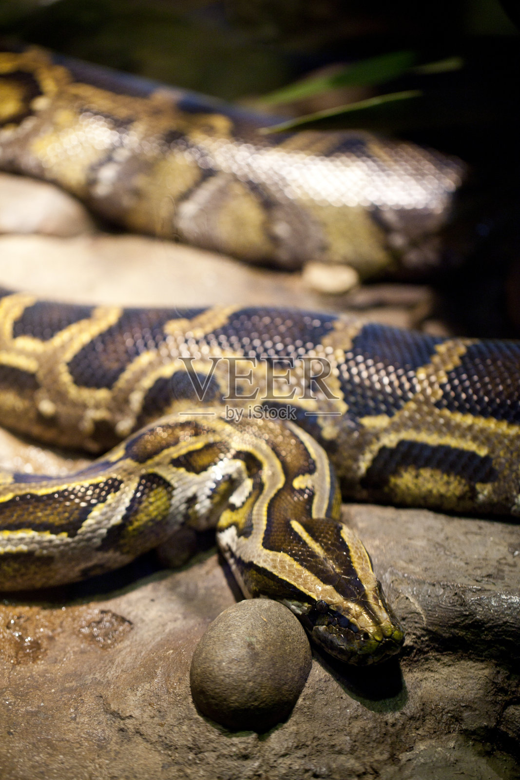 水蟒照片摄影图片