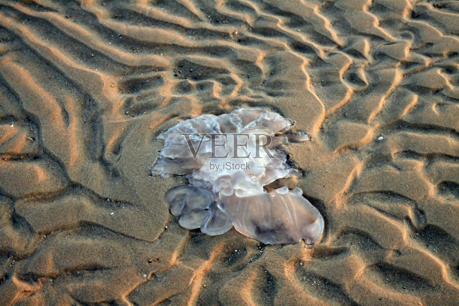 沙中的水母照片摄影图片