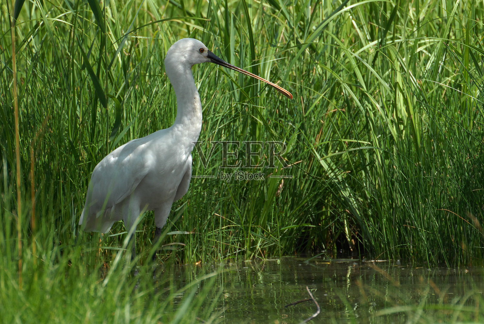 篦鹭照片摄影图片