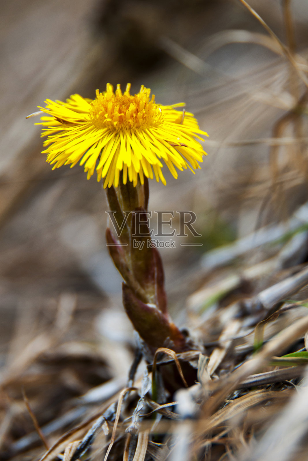 款冬照片摄影图片